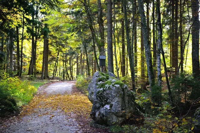 Herbstwald